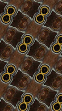 A sample of Geometric Design, Naturalistic, Geometric Pattern