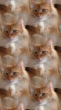 A sample of Pet Patterns, Cat Patterns