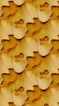 A sample of Wallpaper Pattern, Wallpaper Group P1, Wallpaper Groups