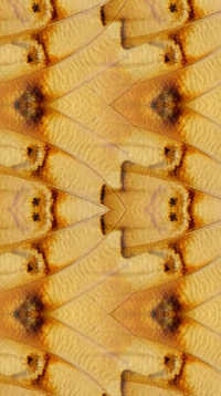 A sample of Wallpaper Group PM, Wallpaper Pattern, Wallpaper Groups