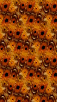 A sample of Wallpaper Group P2