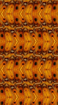 A sample of Wallpaper Pattern, Wallpaper Group PMG, Wallpaper Groups