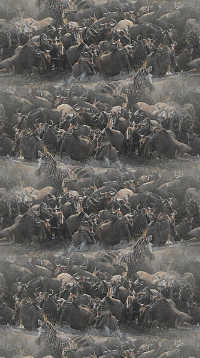 A sample of Repeating Pattern, Conversational Design, Figurative Design, Naturalistic, Wallpaper Group PG